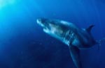 An impressive Predator: great white shark