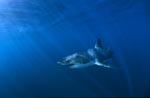 Dynamic Great White Shark in the deep blue sea