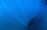 Baby Great White Shark in the center of the incident sun rays