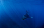 Baby Great White Shark in the deep blue sea 