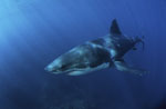  Great White Shark - powerful fish 