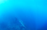Baby Great White Shark in the mysterious Blue