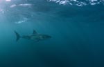 Mysterious: the Great White Shark