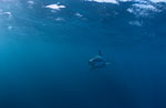 Baby Great White Shark in dangerous surroundings