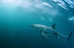 Great White Shark - successful predator