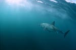 Great White Shark swimming towards the light