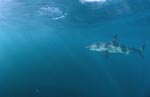 Great White shark a beautiful animal