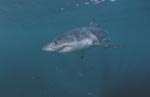 Great White shark - a powerful fish