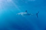 Top Hunter of the oceans: great white shark