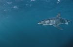 The Great White shark is an apex predator