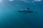 The great white shark is a GlobeTrotter and taking long migrations