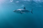 Great White Shark looking for fat prey</b>