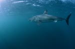 Great White Shark - a very efficient predator