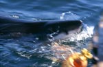 Great White Shark trying to bite into the buoy
