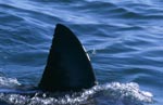 Dorsal fin of the Great White Shark off Seal Island