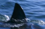 Dorsal fin Great White Shark - sleek and unmistakeable