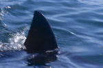 Dorsal fin Great White Shark near Seal Island