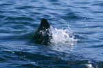 Great White Shark dorsal fin