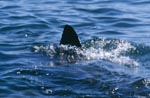 Dorsal fin of Great White Shark 