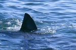 Great White Shark Dorsal Fin on the water surface 