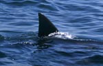 Typical and unique: The dorsal fin of the great white shark