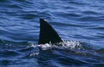 Great White Shark dorsal fin near Seal Island