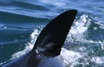 Dorsal fin of the Great White Shark, cutting through the water