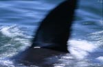 The characteristic dorsal fin of great white shark