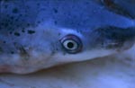 Spotted Sevengill Shark (Notorynchus cepedianus)