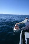 Andre Hartman touches the snout of the Great White Shark 