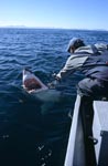 Andre Hartman looking into the mouth of the Great White Shark