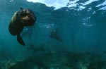 South African Fur Seal approaching underwater