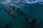 Curious South African fur seal underwater