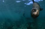 South African fur seal swims to me