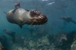 Tame South African Fur Seal