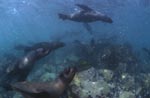 Fur Seals in heavy ground swell