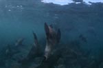 Fur seals in the surf zone