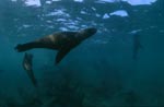 A playful South African fur seal