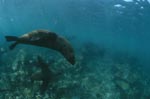 Fur seals are elegant swimmers