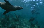 South African Fur Seals