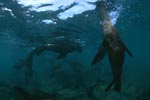 Fur seals just below the water surface