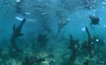 South African Fur Seals underwater