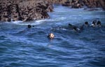 South African Fur Seal attacked of a Great White Shark 