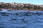 Gyser Rock-Island full of fur seals