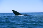 Teil der Schwanzflosse des Suedlichen Glattwals ueber Wasser<br><br><br>Southern Right Whale <br><br><br><br><br><br>