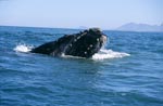 Southern Right Whale breaks through the water surface 