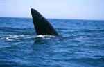 Teil der imposanten Schwanzflosse des Suedlichen Glattwals<br><br><br>Southern Right Whale <br><br><br><br><br><br>