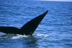 Schwanzflosse des Suedlichen Glattwals beim Abtauchen<br><br><br>Southern Right Whale <br><br><br><br><br><br>