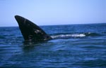 Fin of Southern Right Whale on the water surface 