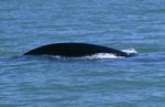 Southern right whale on the coast of de Kelders